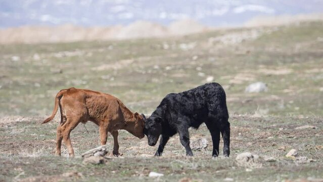 Cute baby cow calves butting heads and playing in a pasture.