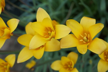 黄色い花