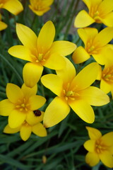 Fototapeta na wymiar 黄色い花