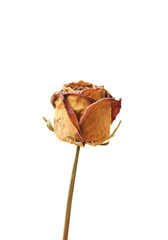 dried yellow rose flower isolated on white background