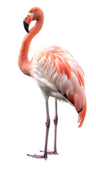 pink flamingo isolated on transparent background