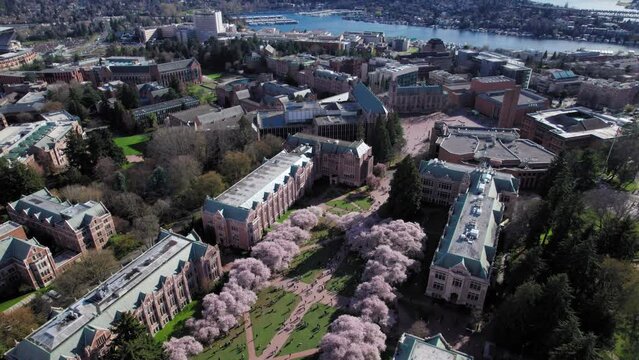 Drone Pan from Seattle Skyline to UW Cherry Blossoms