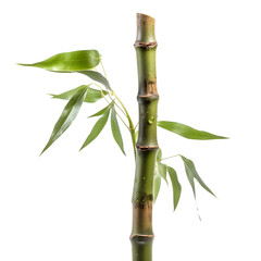 Fototapeta na wymiar bamboo isolated on on transparent background