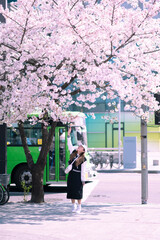 Asian tourist woman travel in Seoul, South Korea, in Cheery blossom season along beautiful sakura flower the street.
