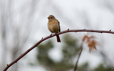 Daurian redstart (Phoenicurus auroreus) female perched on a tree branch in early spring