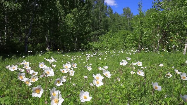 Scaenic summer landscape with a green glade with white blooming wild anemones or windflowers against the backdrop of a forest at sunny day. Natural background. Tunka valley, Arshan, Buryatia