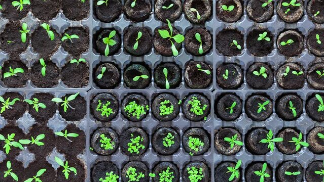 Top view of rows of containers with young seedlings of tomato and garden flowers on table. Spring garden work. Growing flowers as a hobby. Flat lay, close-up