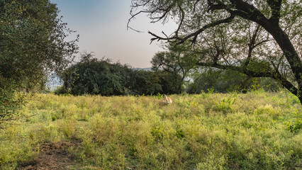 In the jungle, in a meadow among lush green grass, there is an Indian deer sambar - Rusa unicolor with a cub. Green trees all around. Blue sky. India. Sariska National Park