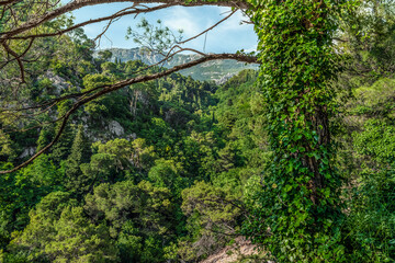Forested gorge in the mountains near Budva, Montenegro. Landscape with green trees and summer nature in the Balkans
