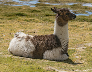 LLama in a field in the High Desert of Bolivia.