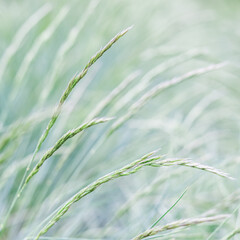 Background from decorative grass Blue fescue. Spikelets of Festuca glauca