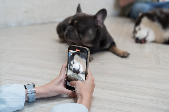 Hands of woman using smartphone and taking photo of fluffy pet dog while sleeping on floor at home. Lovely pet dog concept