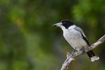 Australian adult Grey Butcherbird -Cracticus torquatus- perched tree branch relaxing colourful green bokeh background 