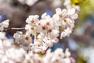 Blossoming cherry branch. Floral background.