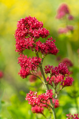 Close-up of Red Valerian (Centranthus ruber)