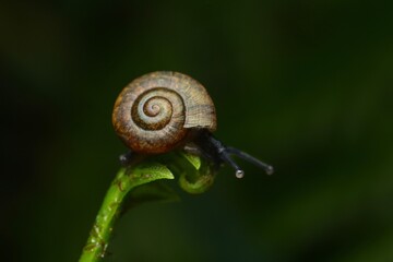 Siam snail,Natural green background. Snail on green leaves. Common garden snail crawling on green stem of plant. Selective focus and free space for text.
