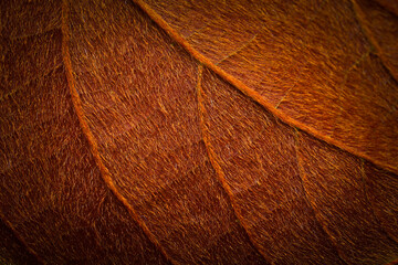 Leaves of Phanera aureifolia in the family Fabaceae, Close up of copper leaf for background. Golden...