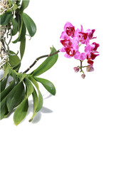 Phalaenopsis 3 lips isolated on white background. Natural background with the beautiful orchids. Orchids and garden on nature background ideas concept. Stacking image, free copy space.