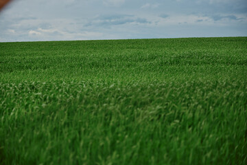 green field with tall grass in rainy weather with cloudy sky