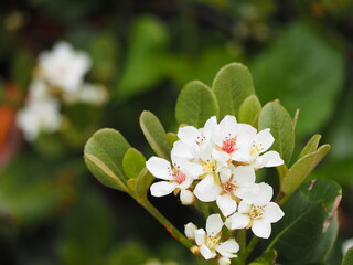 花木　シャリンバイの花