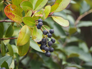 花木　シャリンバイの実