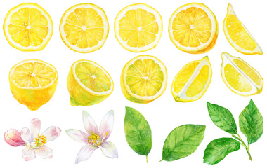 水彩画イラスト　レモンの素材　輪切りとカットレモンと葉と花