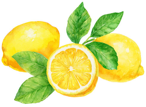 水彩画イラスト　フレッシュなレモンとレモンの葉