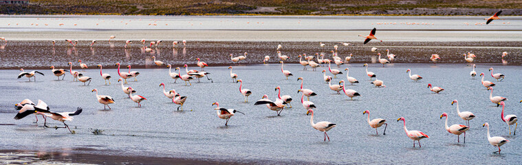 Naklejka premium Flamingos in a shallow lake in Bolivia.