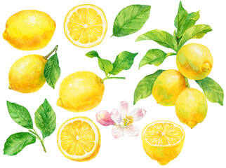 レモンの実と葉と花の水彩画イラスト 素材集 - obrazy, fototapety, plakaty