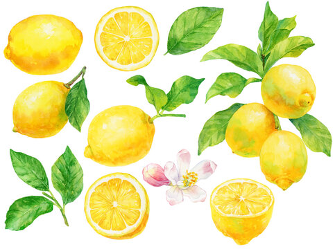 レモンの実と葉と花の水彩画イラスト 素材集