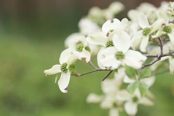 ソメイヨシノが終わるころ、白やピンクの美しい花を咲かせるハナミズキ。ふんわり、ボケで優しく撮影