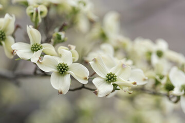 ソメイヨシノが終わるころ、白やピンクの美しい花を咲かせるハナミズキ。ふんわり、ボケで優しく撮影