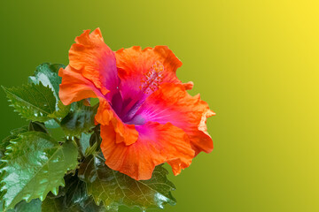 Fleur d’hibiscus 