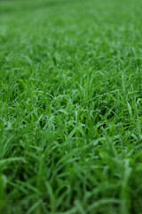 spring season abstract natural background of green rice farm close up with water drop . grass with water drops . 