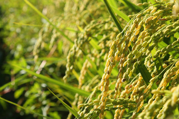 Close up to korea rice seeds in ear of paddy