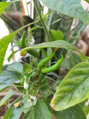 green beans in the garden
