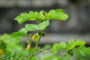 Senna tora (Also called Cassia tora, tora, sickle senna, sickle pod, tora, coffee pod, foetid...