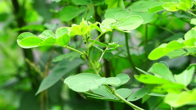 Senna tora (Also called Cassia tora, tora, sickle senna, sickle pod, tora, coffee pod, foetid cassia, senna, sicklepod) in nature. The seeds and leaves are used to treat skin disease