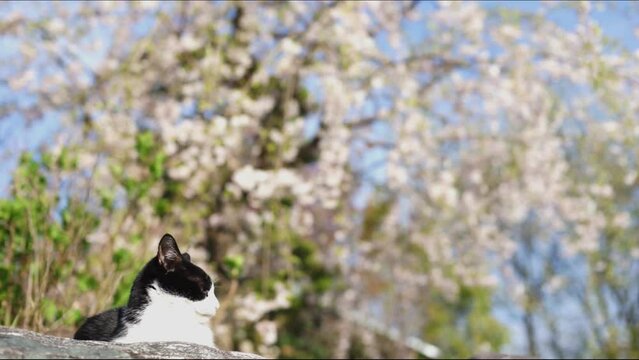 福井・御誕生寺でお花見をする猫（2023年4月）