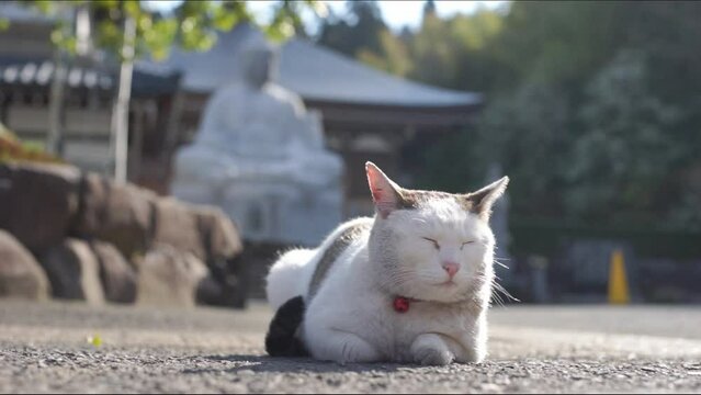 福井・御誕生寺の猫（2023年4月）