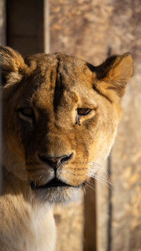 Direct gaze of a lioness