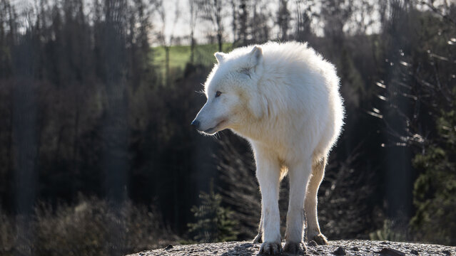 Arctic white wolf posing in sunlight