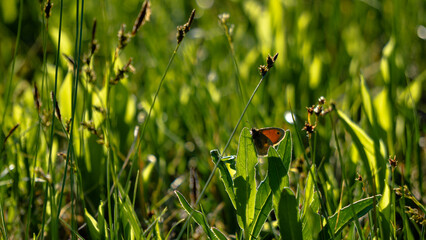 Aglia tau in the middle of a green meadow in May