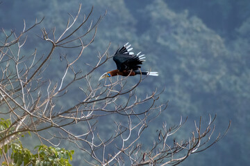 A male rufous-necked hornbill or Aceros nipalensis observed in Latpanchar in West Bengal, India © Mihir Joshi