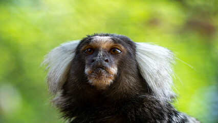 Marmoset monkey in the zoo