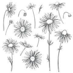 Chamomile flowers set. Vector linear illustration isolated on white background. Line art, engraving style. Medicinal plant, ingredient in herbal tea and natural cosmetics.