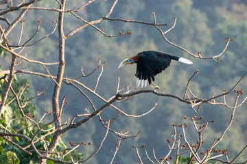 A male rufous-necked hornbill or Aceros nipalensis observed in Latpanchar in West Bengal, India © Mihir Joshi