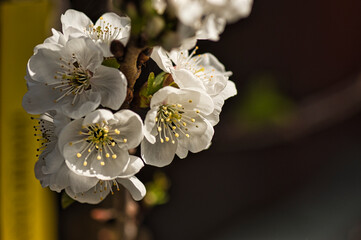 Blüte