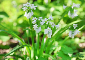 white spring flowers
