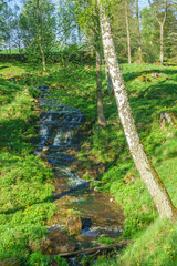 Waterfall in a ravine in a pasture